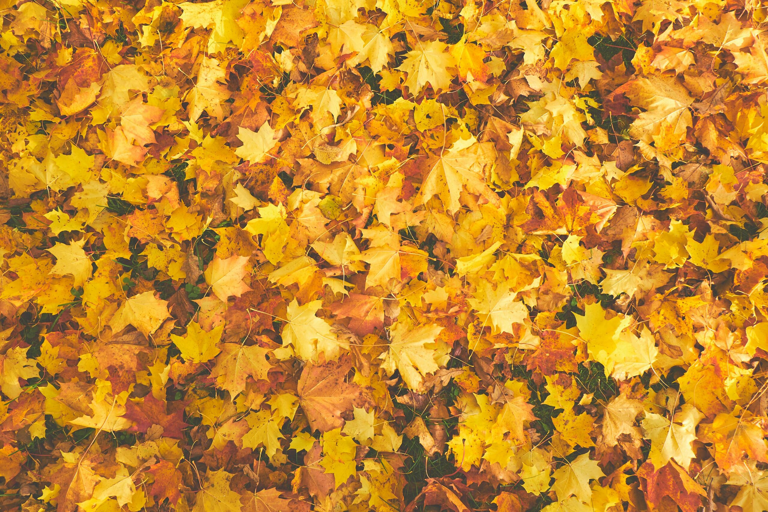 5 Ways to Make Your Autumn More Sustainable